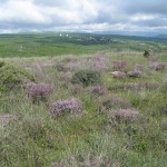 Thyme in bloom St Michel