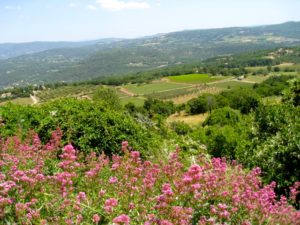 View from belvedere Saignon