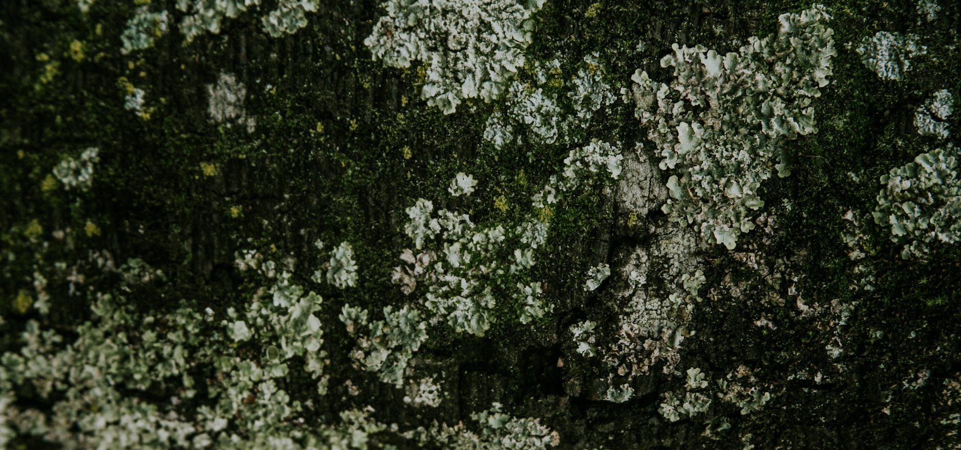 green moss on concrete wall