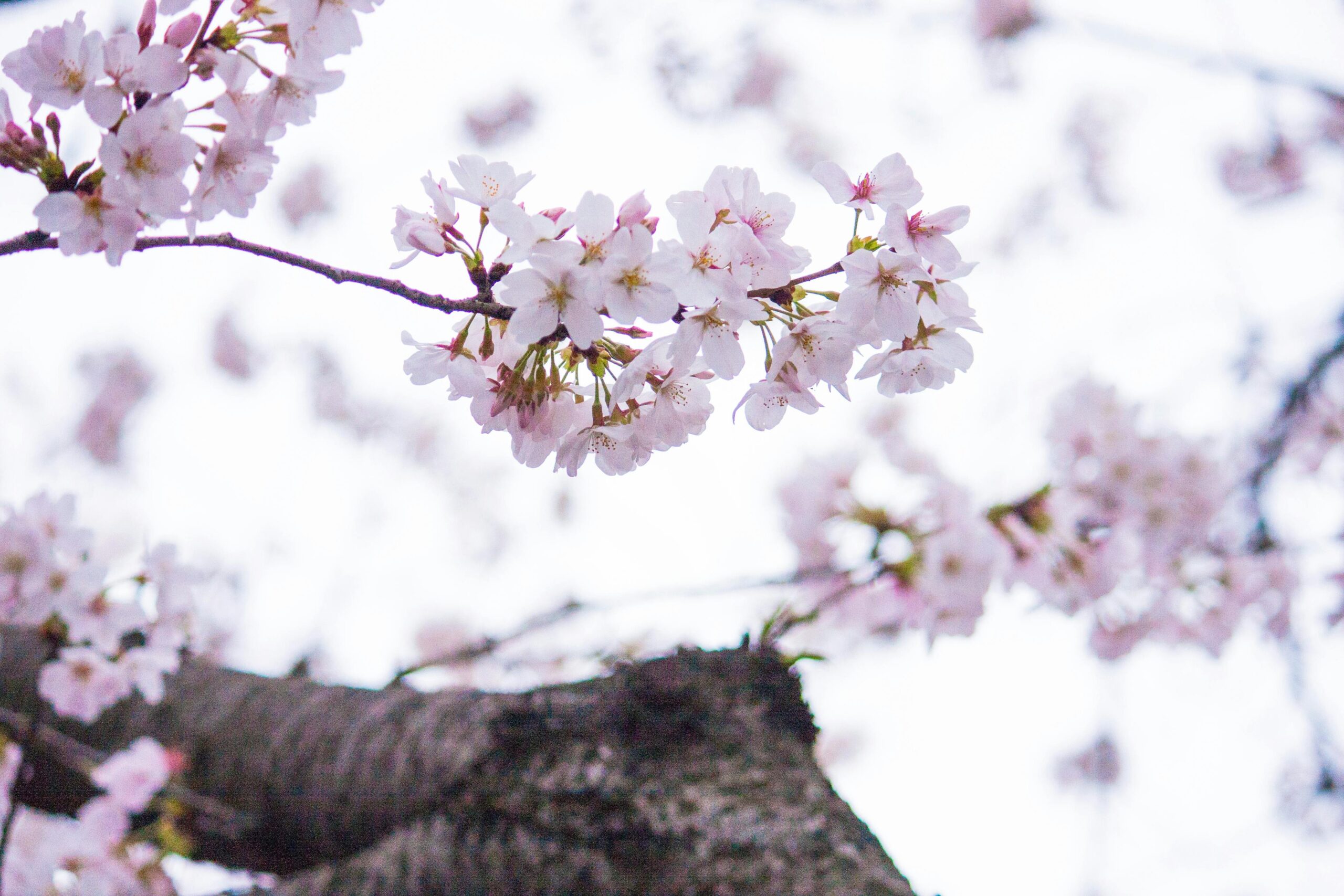 Selective photography of pink petaled flowers