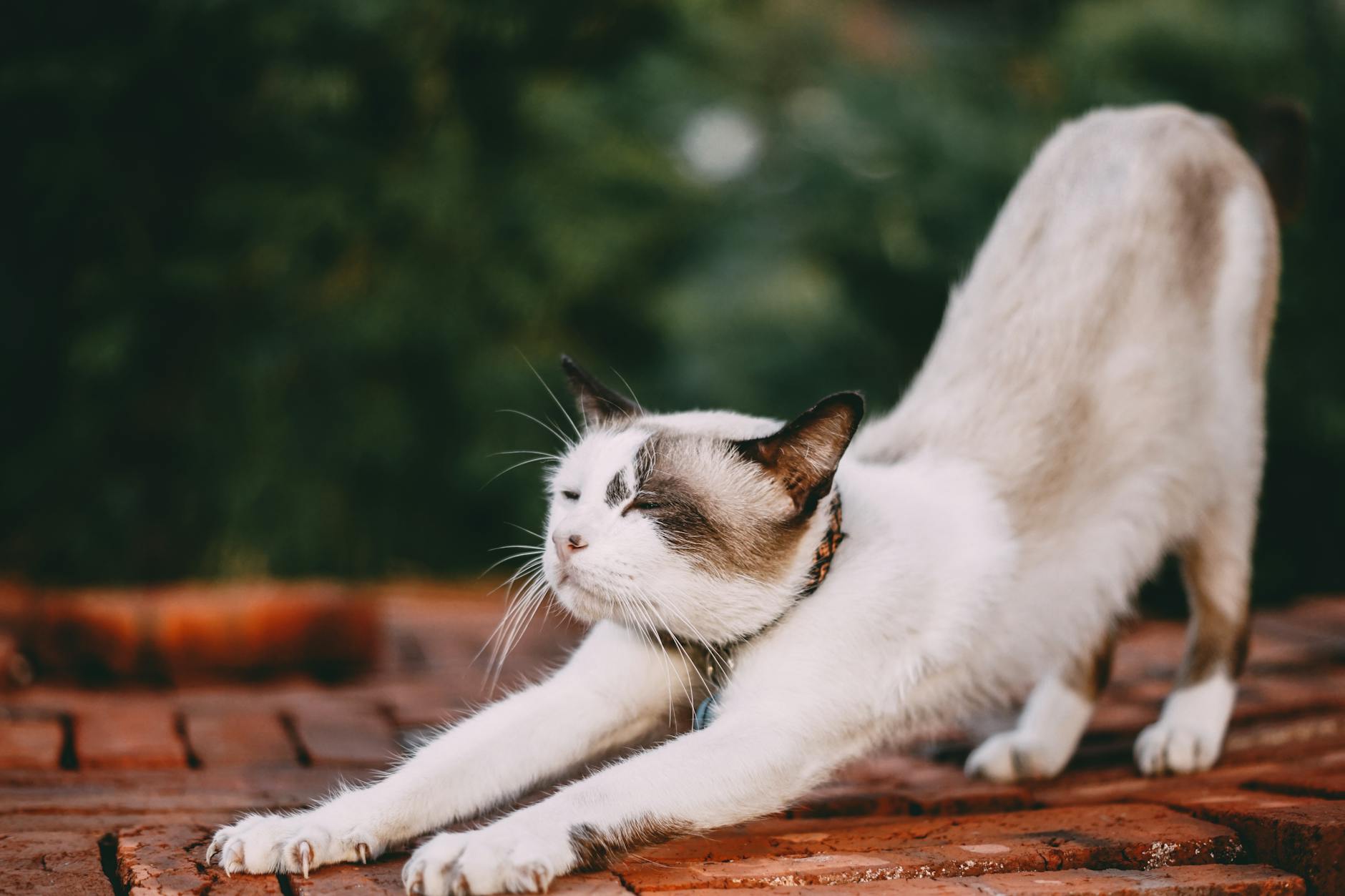 The Science of Stretching Before Bed: How It Rewires Your Brain for Better Sleep