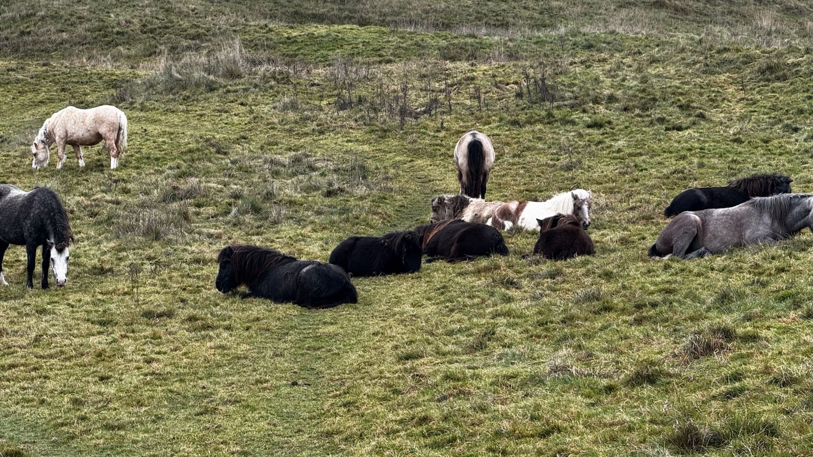 Exmoor On Cuckmere